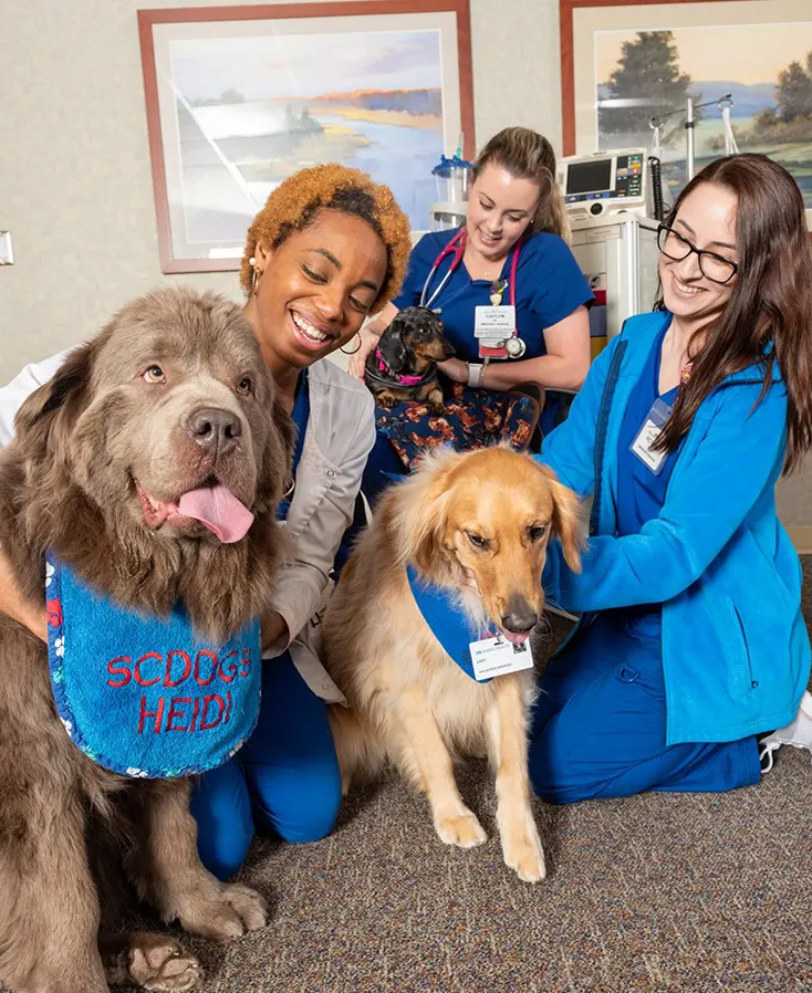 Therapy Dog Group in Upstate South Carolina